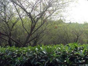 華師桂子山一景