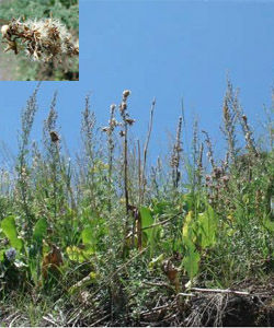 異葉橐吾 異葉橐吾