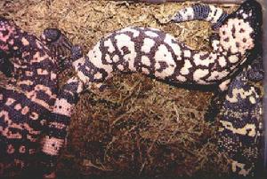 （圖）希拉巨蜥