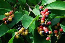 五味子苗木 五味子苗木