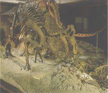 慈母龍的育子骨架