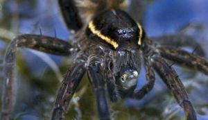 流星錘蜘蛛 流星錘蜘蛛