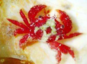 疏毛楊梅蟹 疏毛楊梅蟹