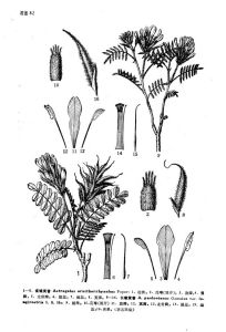 雀喙黃耆 雀喙黃耆