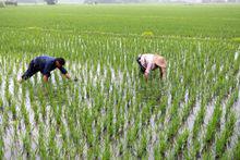 南方完成插秧進入田間管理