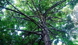 亞龍灣森林公園