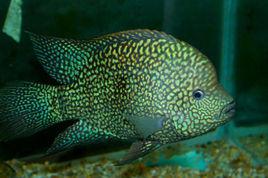 綠巨人[觀賞魚]