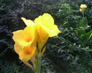 蕉條紫茄 蕉條紫茄