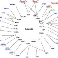 免疫活性 免疫活性