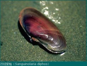 雙線紫蛤（