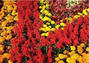 金花茶公園 金花茶公園