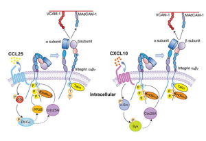 淋巴細胞歸巢 淋巴細胞歸巢