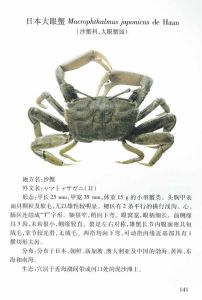 日本大眼蟹