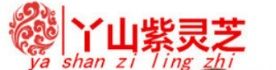 丫山紫靈芝 丫山紫靈芝