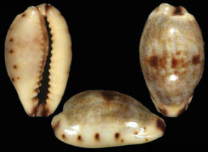 突尼西亞小眼寶螺