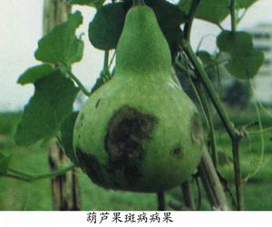 瓠子果斑病