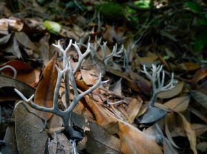 鹿角炭角菌 鹿角炭角菌