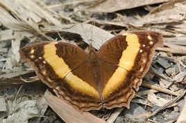 黃帶枯葉蝶 黃帶枯葉蝶