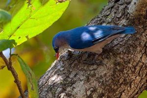 水鹿巴西蘭島亞種 水鹿巴西蘭島亞種