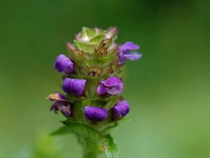 短萼紫錘草