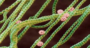 膠四胞藻 膠四胞藻