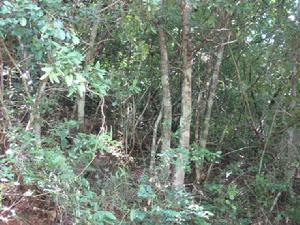 芒木沖村生態林