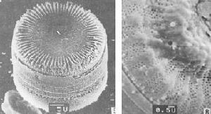 硅藻土的分子篩結構