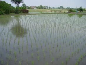 東大吾村 東大吾村