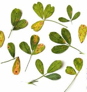 苜蓿匍柄霉葉斑病 苜蓿匍柄霉葉斑病