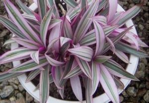 紫背鼠李 紫背鼠李