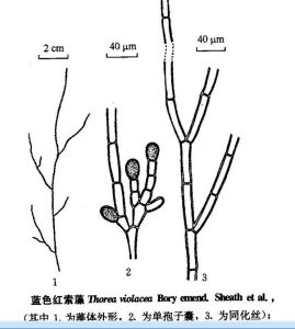 藍色紅索藻原變種