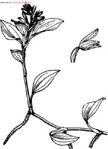 光萼斑葉蘭