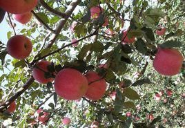 靜寧蘋果 靜寧蘋果