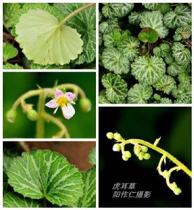 虎耳草[薔薇目虎耳草科植物]