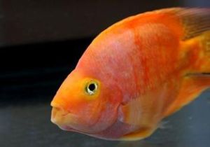 吐絲彩鸚鵡 吐絲彩鸚鵡