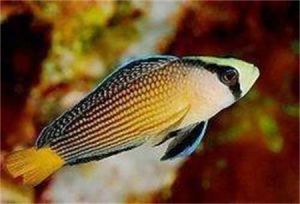 小眼雙趾鼬䲁 小眼雙趾鼬䲁