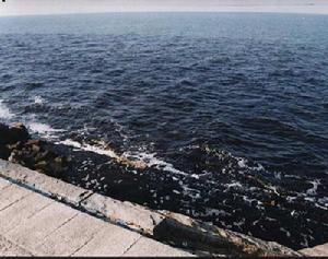 大海洋生態系統 大海洋生態系統