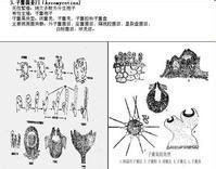 子囊菌亞門 子囊菌亞門