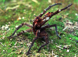 塔蘭圖拉毒蛛 塔蘭圖拉毒蛛