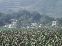 小翁幫村 小翁幫村