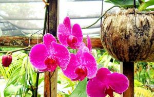 蘭花世界 蘭花世界