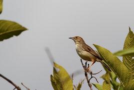鮑倫扇尾鶯 鮑倫扇尾鶯