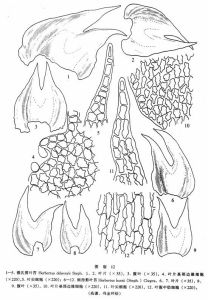 德氏剪葉苔 德氏剪葉苔