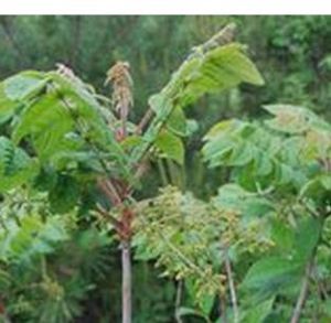 漆樹亞目 漆樹亞目