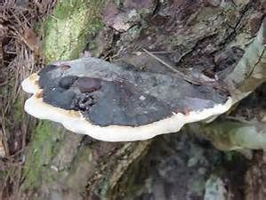 松生擬層孔菌 松生擬層孔菌