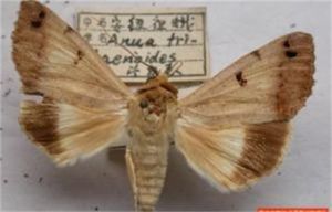 桔安紐夜蛾 桔安紐夜蛾