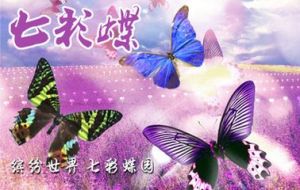 北京七彩蝶創意文化有限公司 北京七彩蝶創意文化有限公司