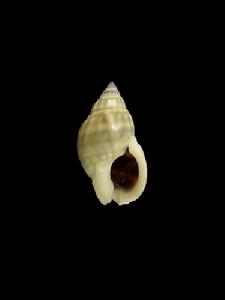 波浪織紋螺 波浪織紋螺