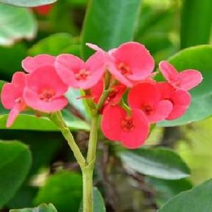 灌木[一種樹木]