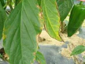 一品紅葉斑病 一品紅葉斑病